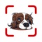 Dog Breed Identifier app will identify your dog's breed reliably in just a few seconds