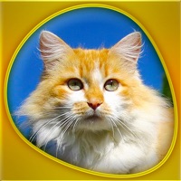 Animals 360 - Cats Gold apk
