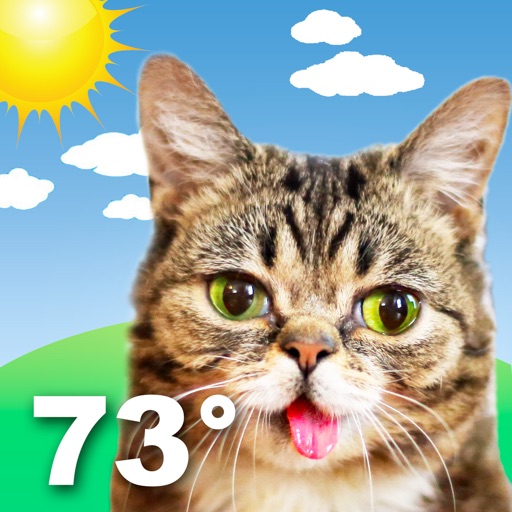 Lil BUB Cat Weather Report