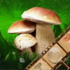 Mushroom Book & Identification