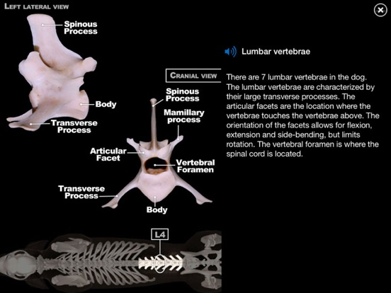 Dog Anatomy: Canine 3D Dog Anatomy: Canine 3D
