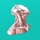 Top 37 Medical Apps Like Easy Anatomy - Atlas & Quizzes - Best Alternatives