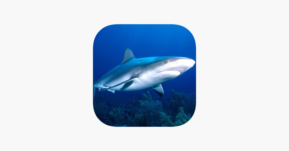 ‎Shark Eat Fish! on the App Store