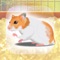 This is the best hamster app