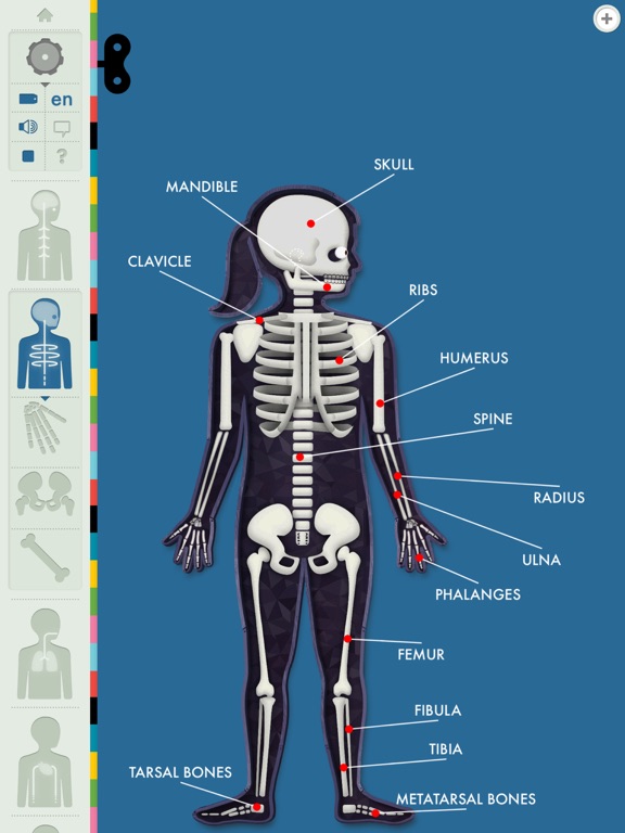 The Human Body by Tinybop Screenshots
