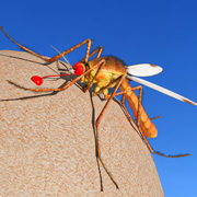Mosquito Insect Life Simulator