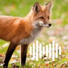 Hunting Calls: Fox