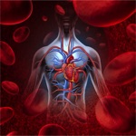 Anatomy  Circulatory System