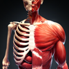 人体解剖・アトラス 3D：筋肉と骨格 - Improvision