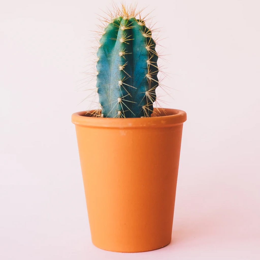 Get Plant Care App for iOS, iPhone, iPad Aso Report