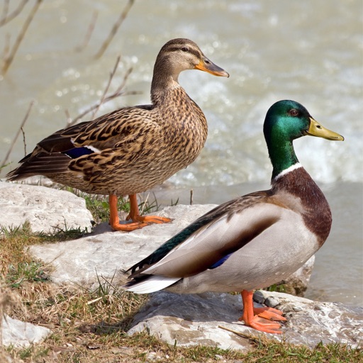 Bird Decoys - European Birds Download