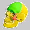 Kości Czaszki Szybka Anatomia