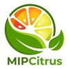 MipCitrus