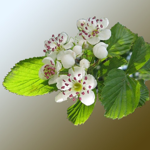 Missouri Wildflowers