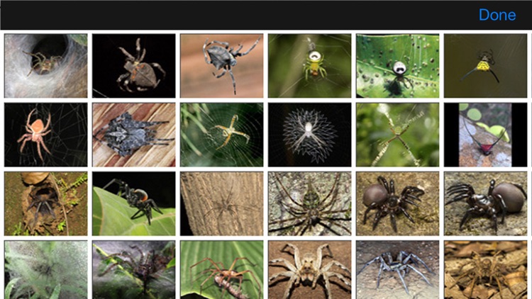 Spiders eGuide screenshot-4