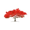 Royal Poinciana