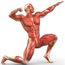 Get Human Muscular System Trivia for iOS, iPhone, iPad Aso Report