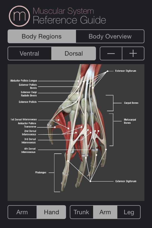 Human Muscular System Guide screenshot 3