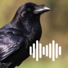Hunting Calls: Crow