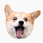 Corgi Dogs Head