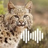 Hunting Calls: Bobcat