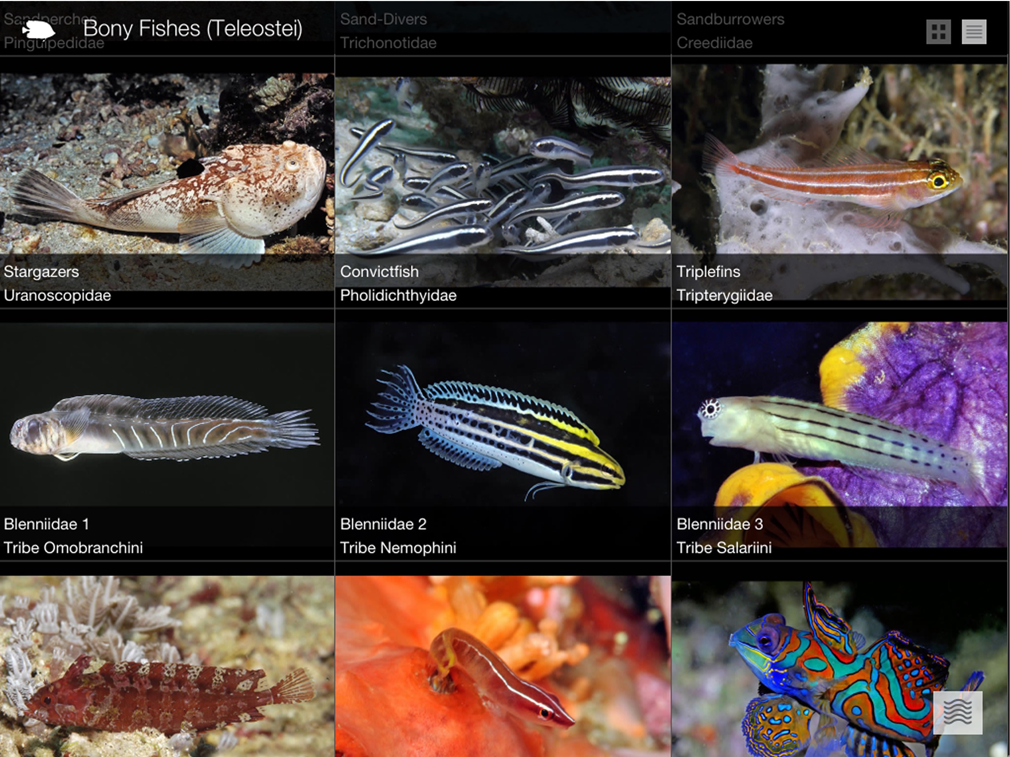 Reef Fishes of East Indies V2 screenshot 2