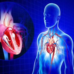 Circulatory System Anatomy