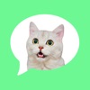 Message Stickers: cat emoticon
