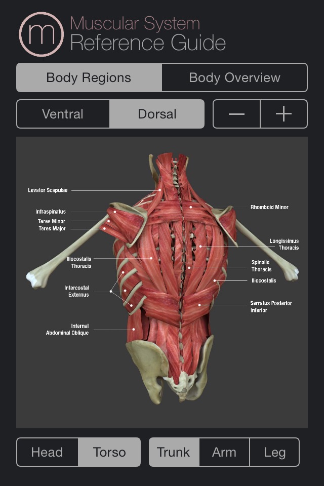 Human Muscular System Guide screenshot 2