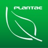 Plantae