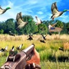 Sniper Birds Hunting 3D