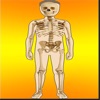 Body Parts Skeletal & Internal
