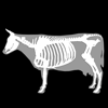 3D Bovine Anatomy - biosphera.org