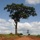 Useful Trees of East Africa