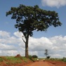 Get Useful Trees of East Africa for iOS, iPhone, iPad Aso Report