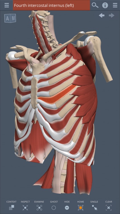 Primal's 3D Thorax