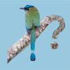 Panama Birds Field Guide - Michael Mullin