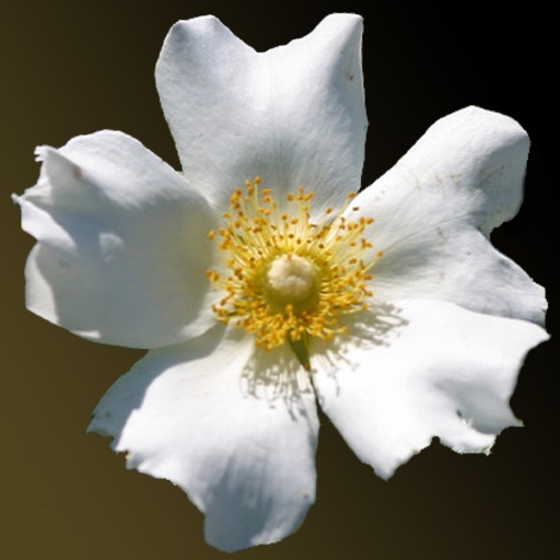 Georgia Wildflowers Download