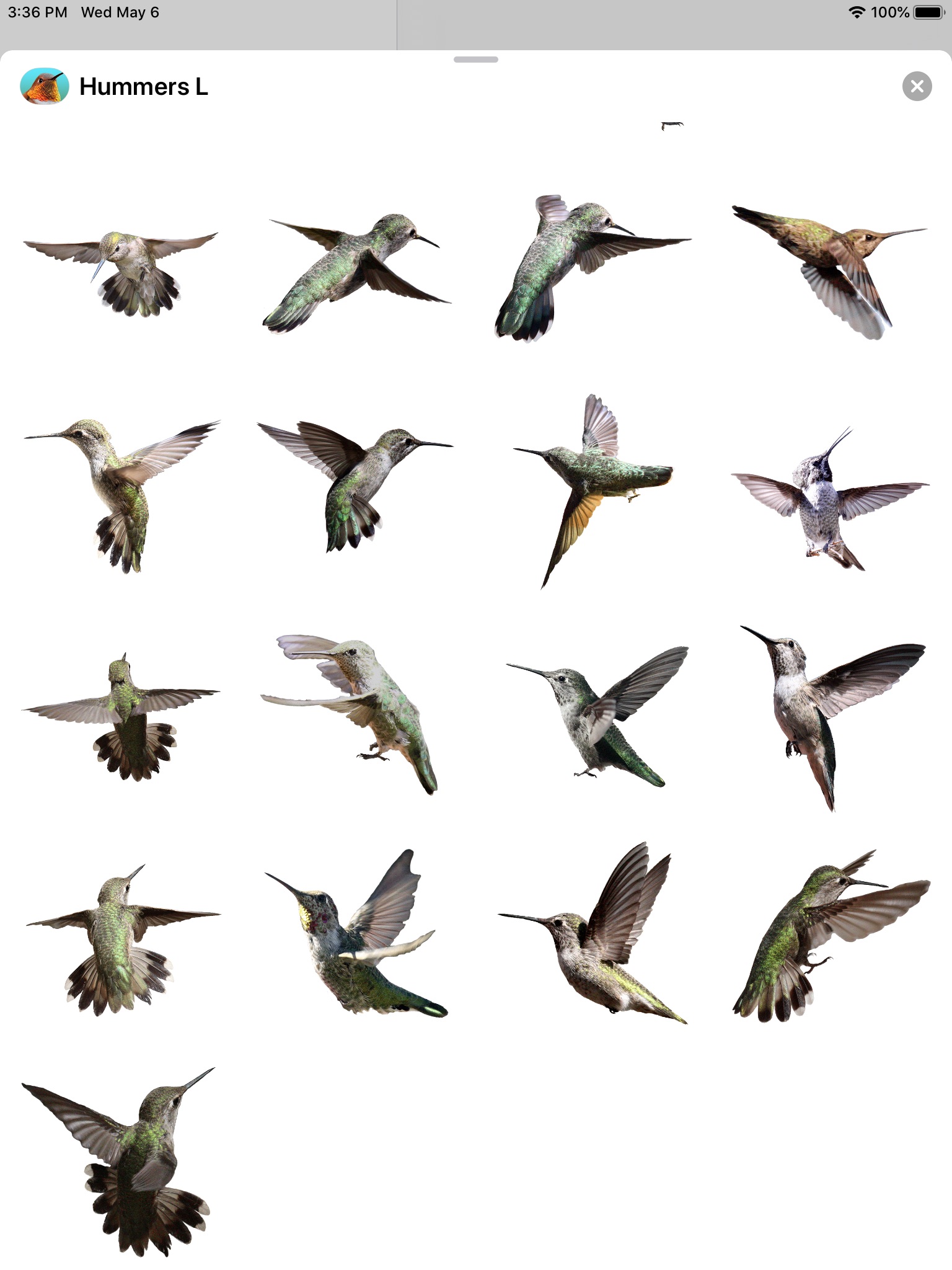 Hummingbirds - Large (Retina) screenshot 3