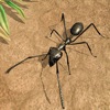 Icon Ant Insect Life Survival War