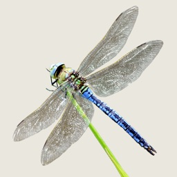 Dragonflies & Damselflies