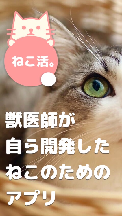 ねこ活。