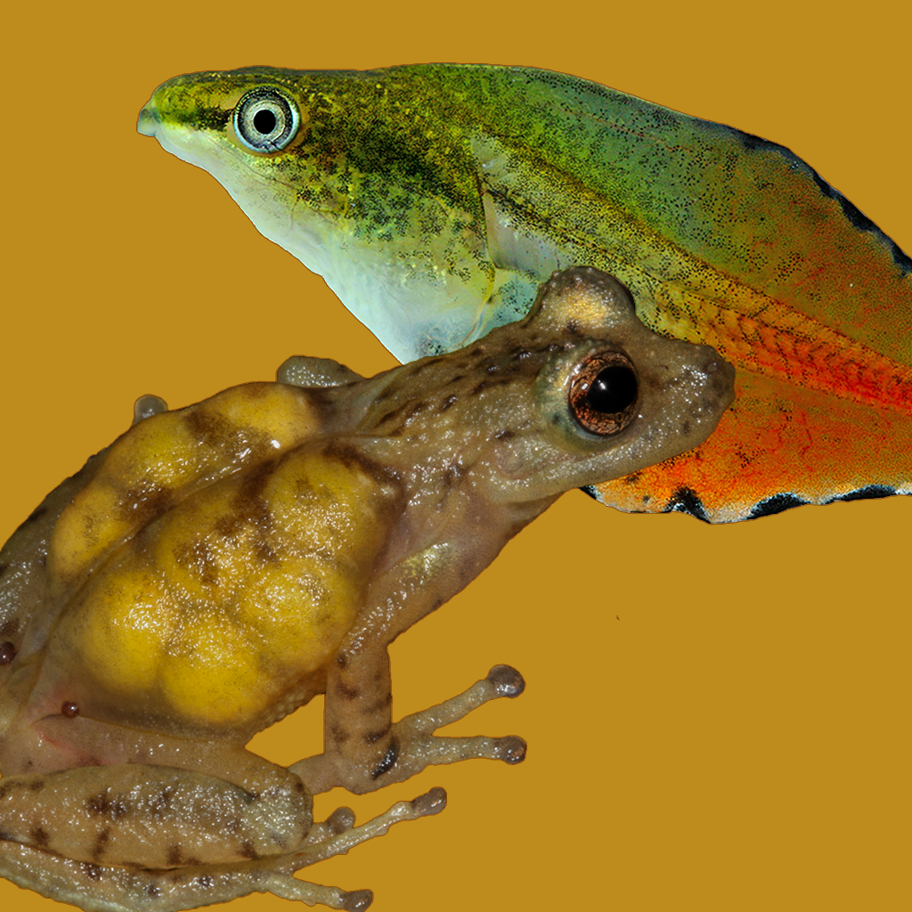 Get Anfíbios do Quadrilátero for iOS, iPhone, iPad Aso Report