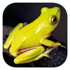 Frogs of Southern Africa - mydigitalearth.com