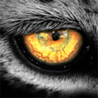 Leopard.tv Wildlife magazine