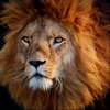 Wildlife Africa Wallpapers