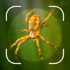Spider Identifier Bug Finder
