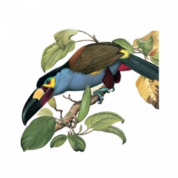 Birds of Ecuador - Field Guide