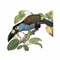 This is the interactive mobile field guide version of The Birds of Ecuador by Robert S