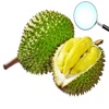 Detector Durian